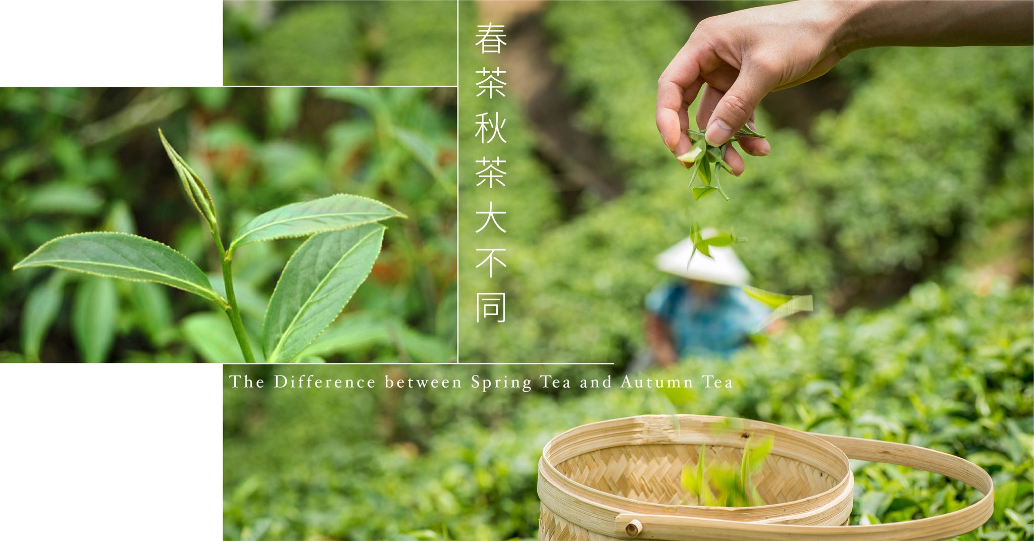 買茶要注意：春茶與秋茶大不同