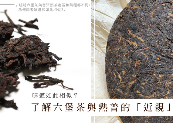 味道很相似？了解六堡熟普的「近親」關係