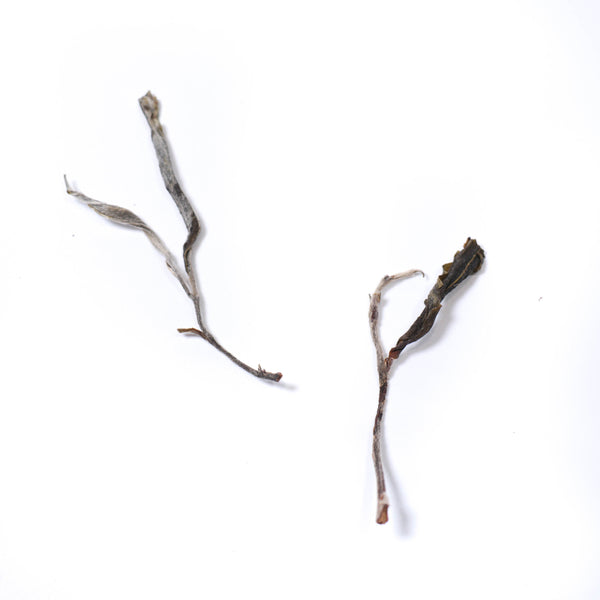 【2021年百花潭古樹散茶】普洱生茶 10克試飲裝