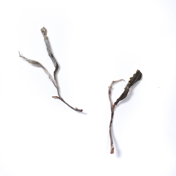 【2021年百花潭古樹散茶】普洱生茶